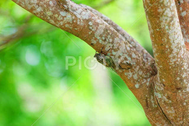 写真のタイトルが入ります