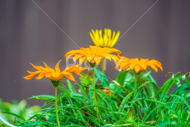 オレンジ色の花のイメージ