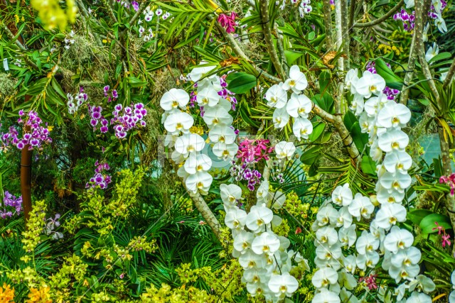 南国のジャングルの植物群