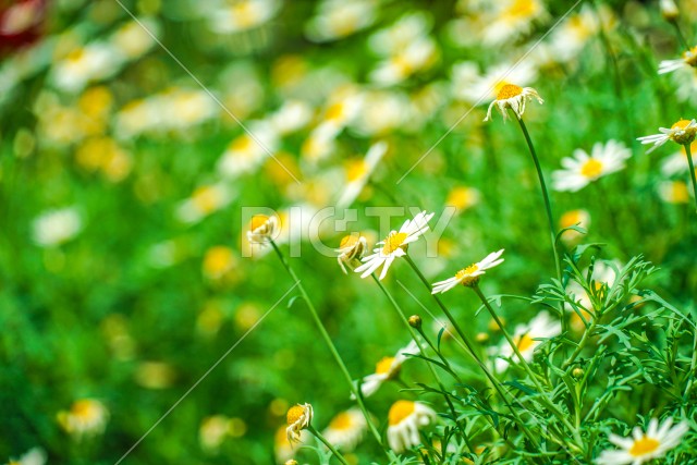 白と黄色の花（デイジー・マーガレット・カモミール）