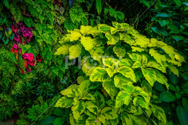 南国のジャングルの植物群