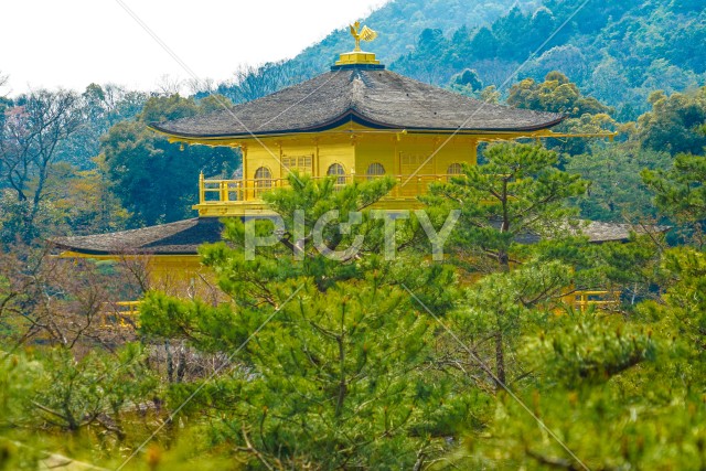 木の間から覗く京都・金閣寺