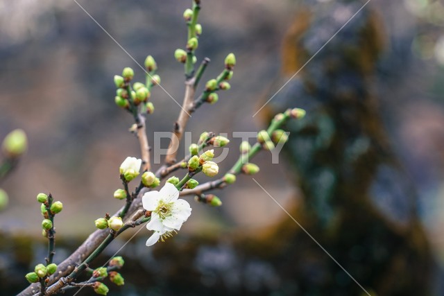 大倉山梅園の梅
