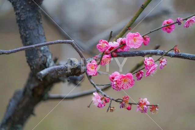 写真のタイトルが入ります