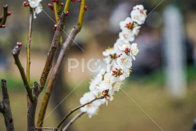 写真のタイトルが入ります