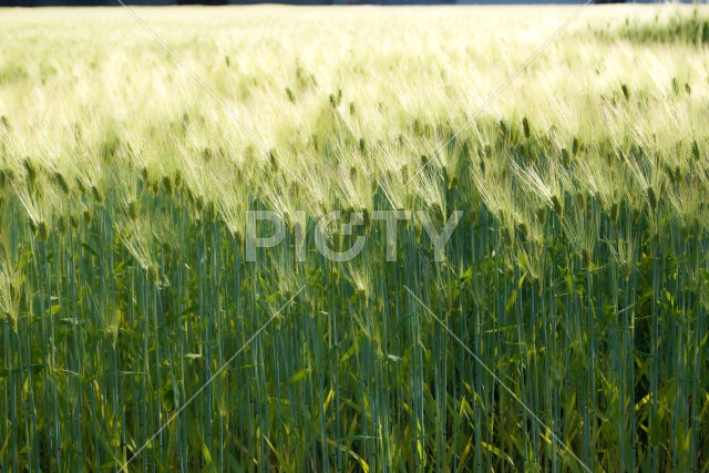 写真のタイトルが入ります