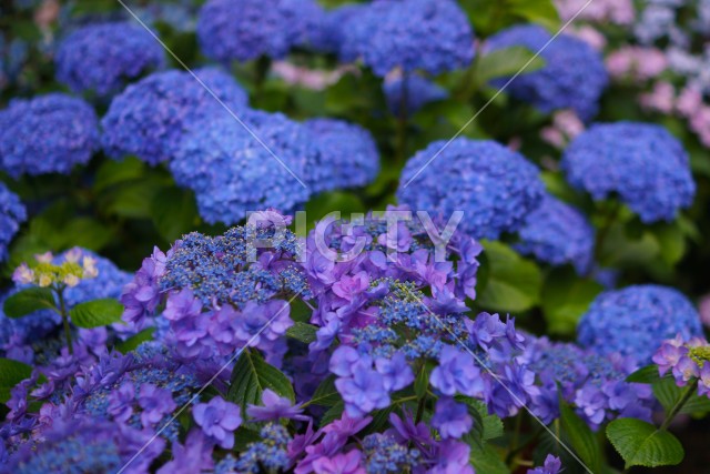 鎌倉・長谷寺の紫陽花