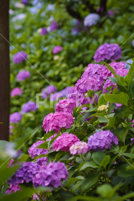 鎌倉・長谷寺の紫陽花