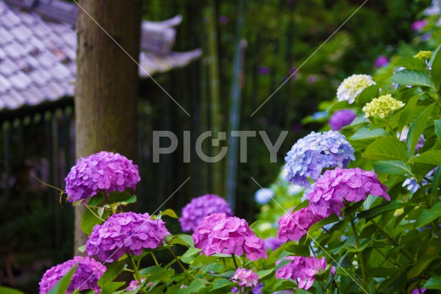 鎌倉・長谷寺の紫陽花