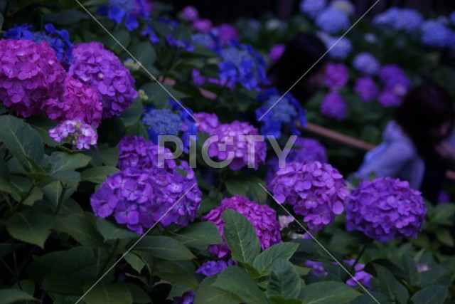 鎌倉・長谷寺の紫陽花