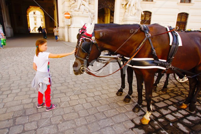 オーストリア・ウィーンの馬車