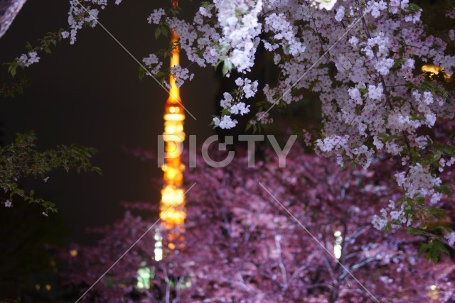 桜から覗く東京タワー