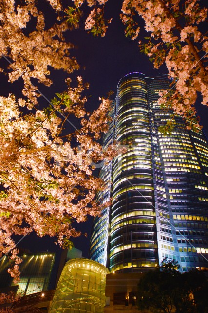 六本木ヒルズと夜桜