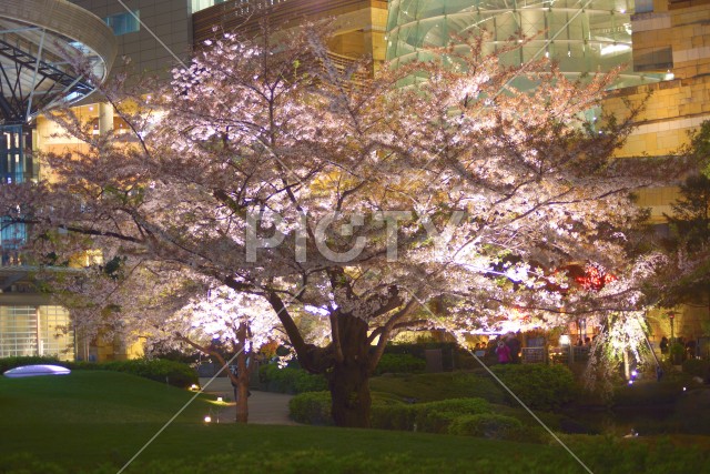 毛利庭園の桜