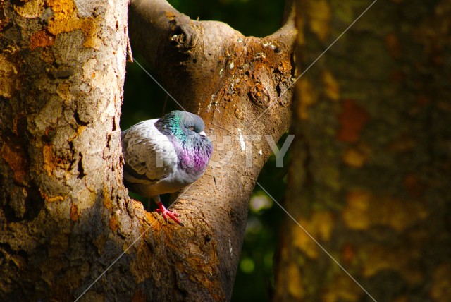 木にとまる鳩