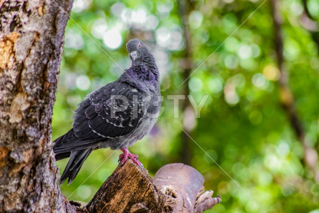 木にとまる鳩