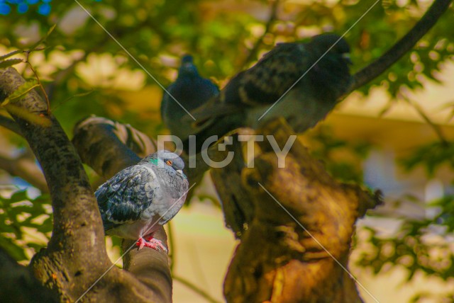 木にとまる鳩