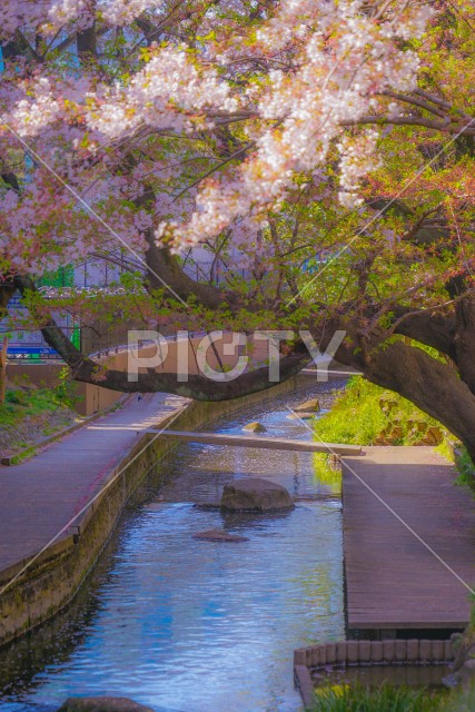 二ヶ領用水（宿河原）の桜