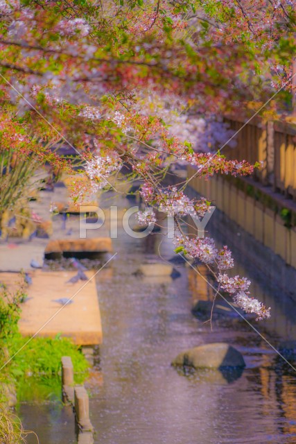 二ヶ領用水（宿河原）の桜