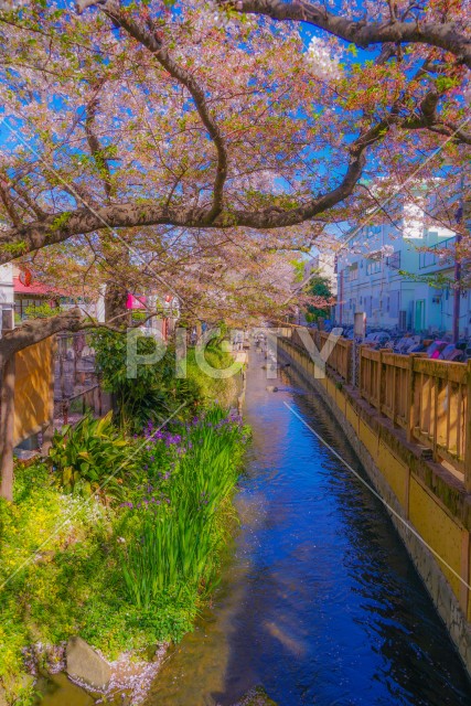 二ヶ領用水（宿河原）の桜