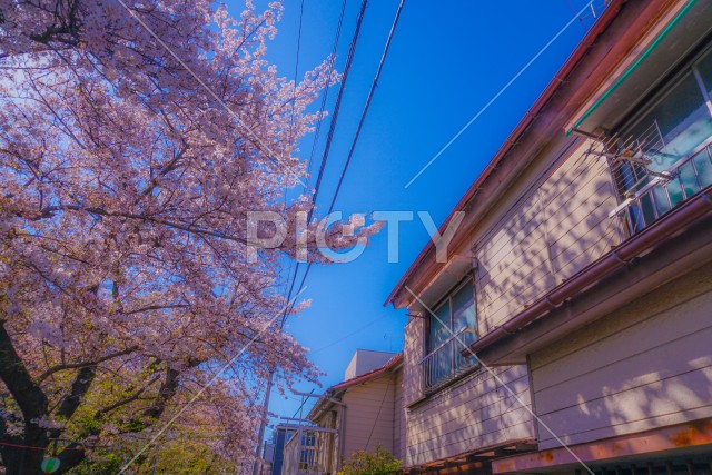 二ヶ領用水（宿河原）の桜