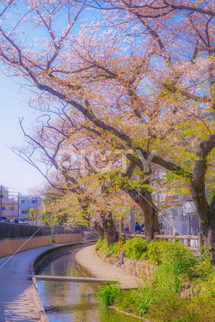 二ヶ領用水（宿河原）の桜