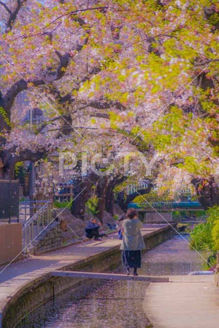 二ヶ領用水（宿河原）の桜