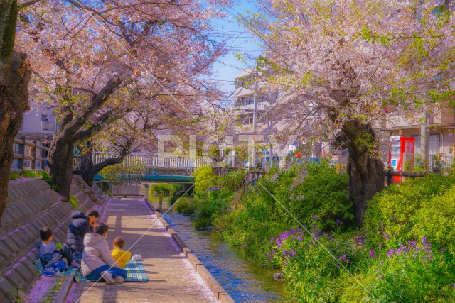 二ヶ領用水（宿河原）の桜