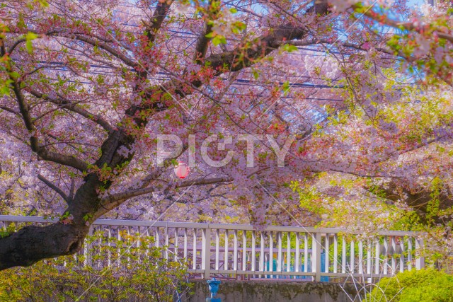 二ヶ領用水（宿河原）の桜