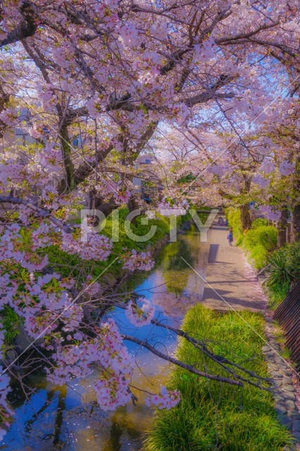 二ヶ領用水（宿河原）の桜