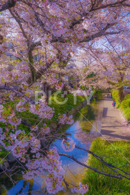 二ヶ領用水（宿河原）の桜