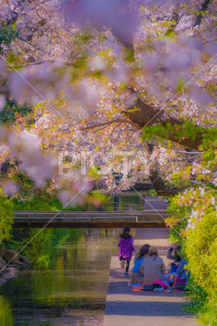 二ヶ領用水（宿河原）の桜