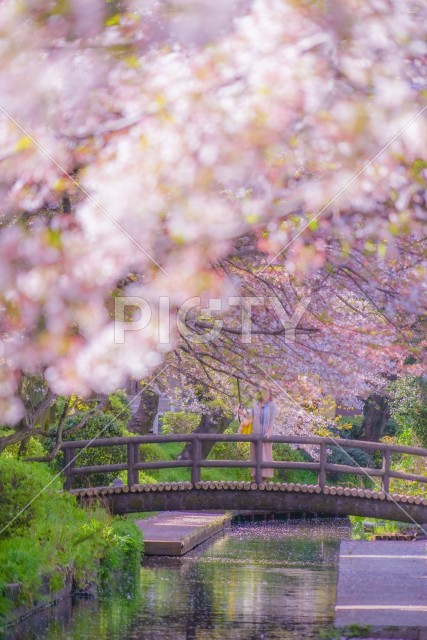 二ヶ領用水（宿河原）の桜