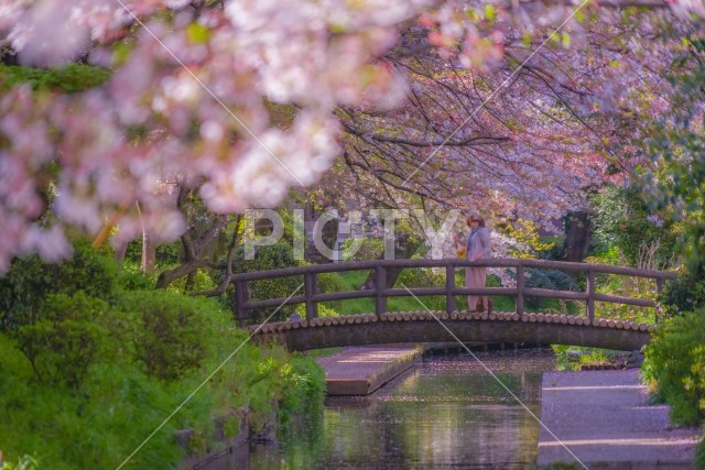 二ヶ領用水（宿河原）の桜