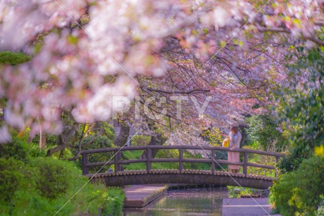 二ヶ領用水（宿河原）の桜