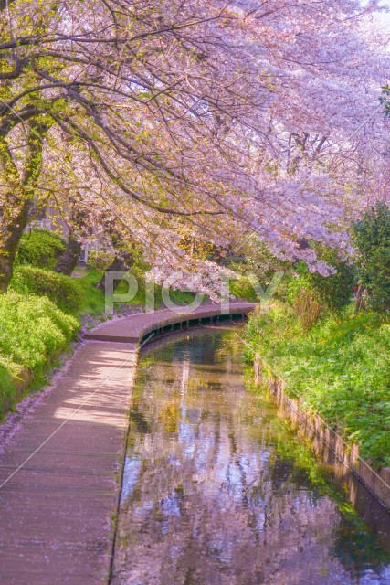 二ヶ領用水（宿河原）の桜