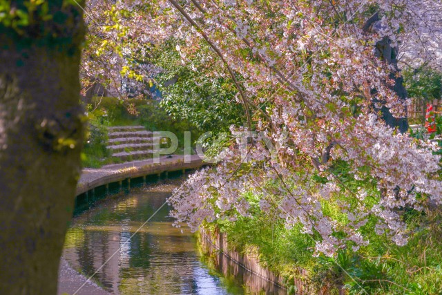 二ヶ領用水（宿河原）の桜