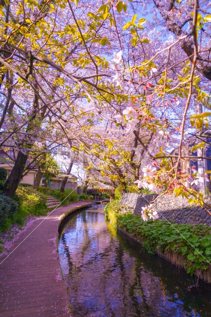 二ヶ領用水（宿河原）の桜