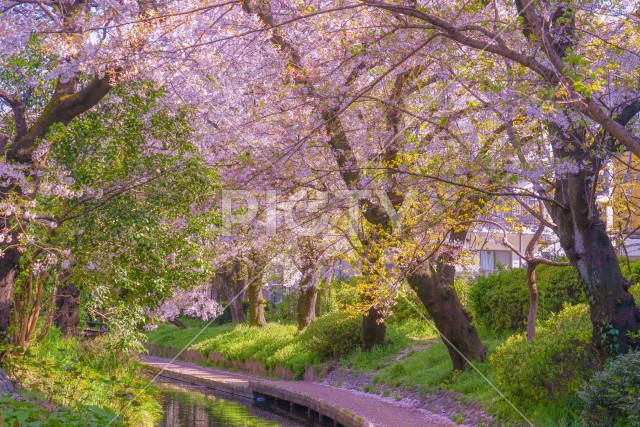 二ヶ領用水（宿河原）の桜