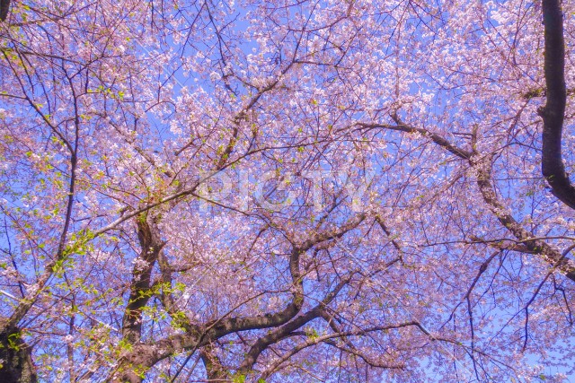 二ヶ領用水（宿河原）の桜