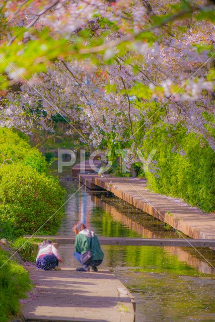 二ヶ領用水（宿河原）の桜