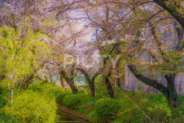 二ヶ領用水（宿河原）の桜