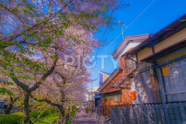 二ヶ領用水（宿河原）の桜