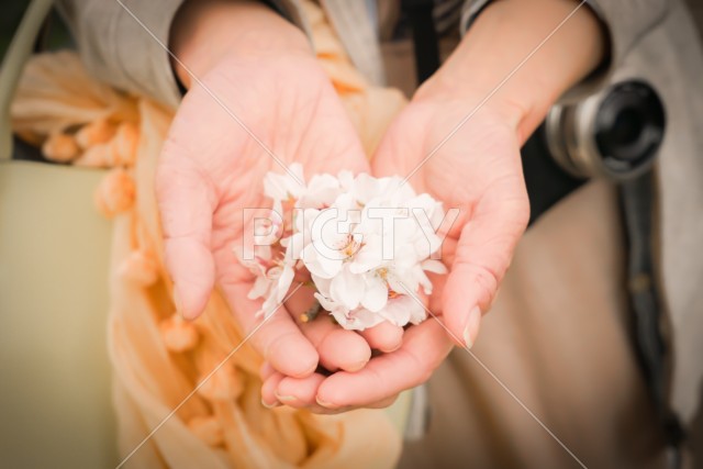 桜の花を持つ女性