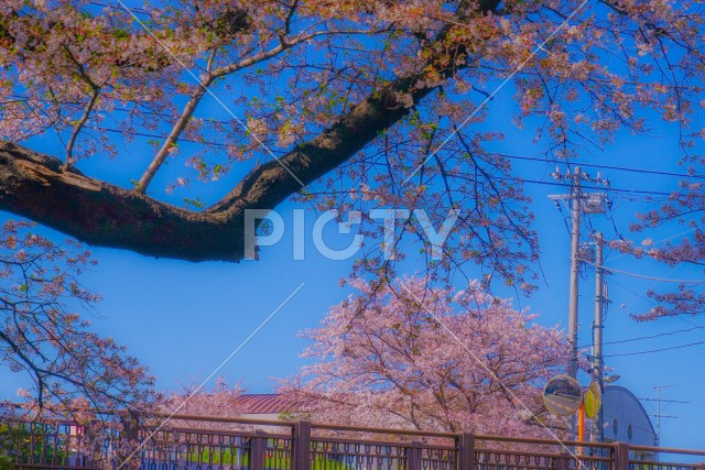 二ヶ領用水（宿河原）の桜