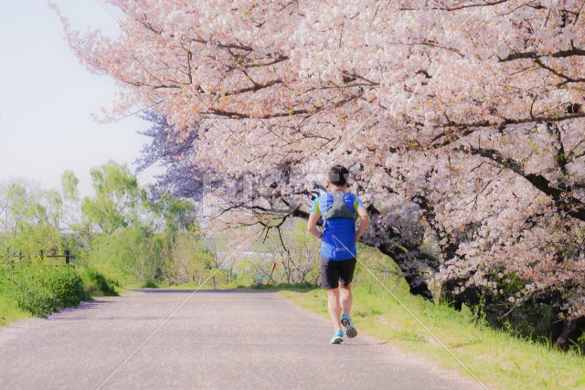 二ヶ領用水（宿河原）の桜