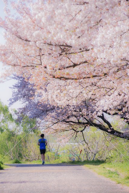 二ヶ領用水（宿河原）の桜