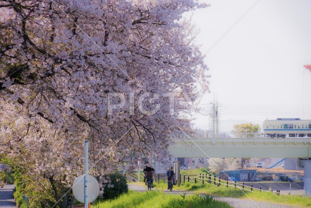 二ヶ領用水（宿河原）の桜