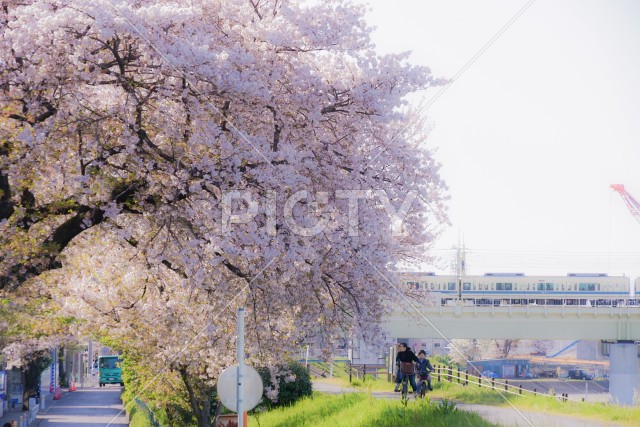 二ヶ領用水（宿河原）の桜