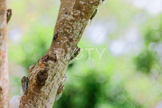 写真のタイトルが入ります